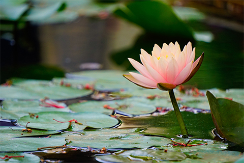 Image of a lotus flower above the surface of a pond